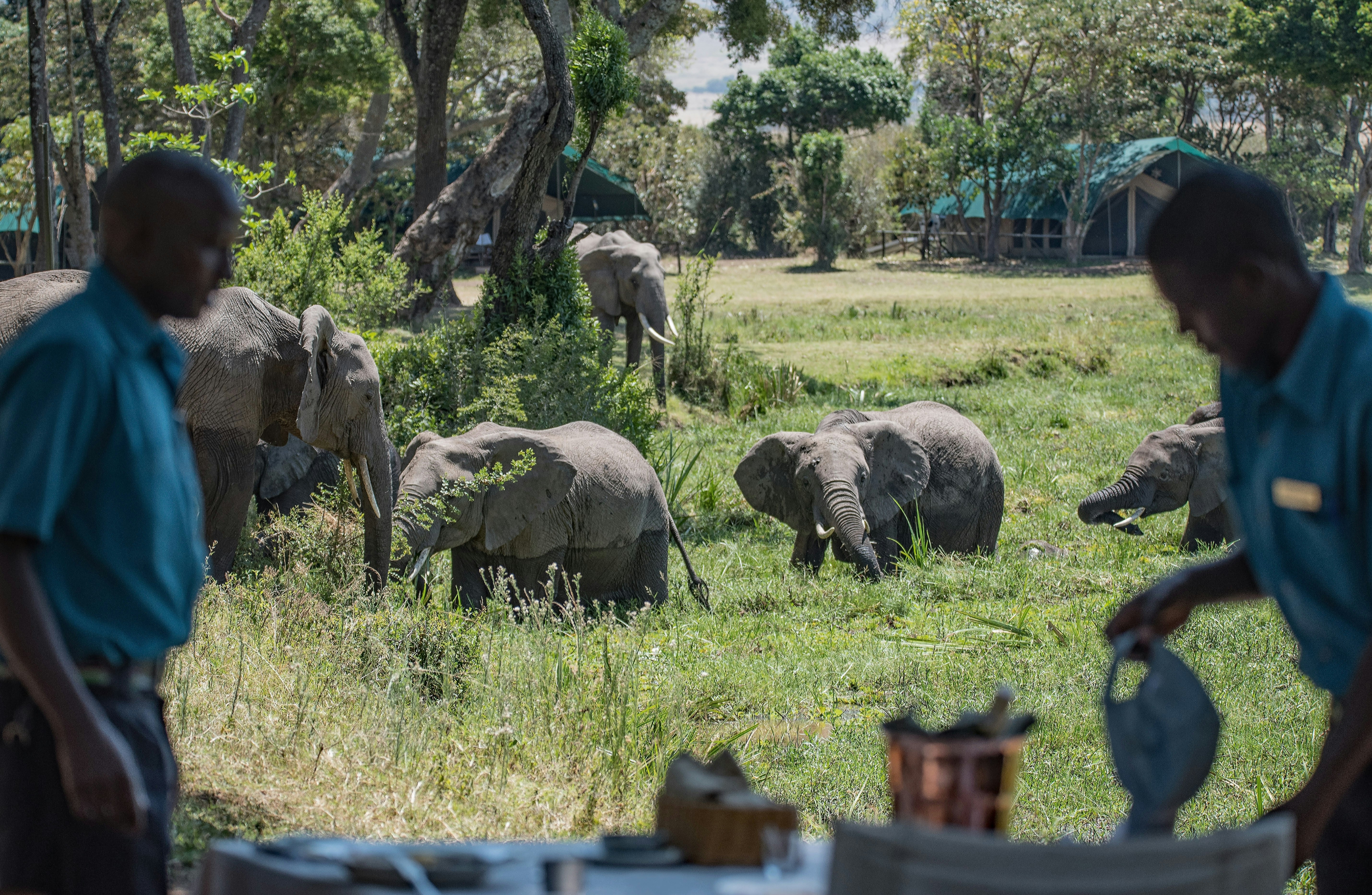 two men near grey elephants